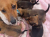 Beautiful litter of 5 jack russel/terrier puppies