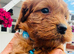 cockapoo puppies