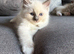 Pure Ragdolls