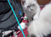 Last boy reduced Ragdoll cross siamese kitten