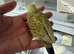 Hand Tame Yellow and Green Texas Clear Body Hen Chick Ready Soon