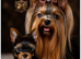 BABY FACE YORKSHIRE TERRIERS KC DNA TESTED PARENTS