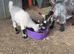Pygmy goats mum and baby