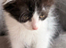 Full breed Siberian kittens