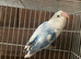 1 nice coloured lovebird