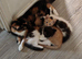 2 Kittens for Sale 1 Boy and one Tortoiseshell Girl
