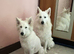 White German Shepherd Dog at Stud - FREE until Proven