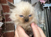Ragdoll kitten ragdoll kittens seal
