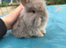 Double lion head kits