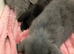 Baby mini lops