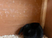 Beautiful Mini Lop Kits