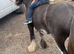 11.2 2 year old to make 12.3 filly