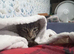 Female furbabies needing new home