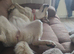 10 month old puppy looking for a new home.