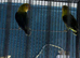 Lovebirds pairs Glasgow