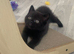 British Shorthair Kittens