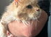 Maine Coon Cream Female