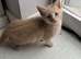 10 week old kitten