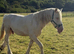 Irish sports horse cross cob stallion