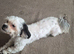 Rehome sitzu girl 1 year