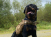 Proven ADRK KC Rottweiler for stud
