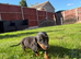 Miniature Dachshund puppy