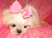 Gorgeous Babydoll KC Registered Korean Maltese Adult Girl