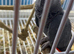 Super tame African grey parrots