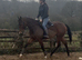The Most Fun And Easy Mare Around!
