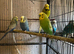 Young budgies,price varies