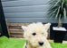West Highland terrier girl age 3