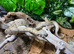 Ghost Nicaraguan Dwarf Boa at Birmingham Reptiles