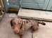 Male dachshund 2 years old