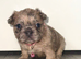 FLUFFY FRENCH BULLDOG PUPPIES