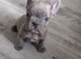 French bulldog puppies