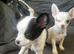 Puppies available soon