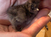 Usa silkie chicks mottled paints choc many colours