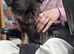 75% griffon 25% Chihuahua girl for sale ready to go now