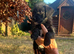 Beautiful jackapoo puppies