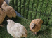 Quail birds