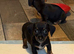 6 chiweenie pups
