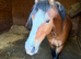 3yo Welsh c gelding