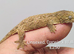 Pine island pi chahoua, leachianus and halmahera geckos