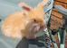 Beautiful baby angora rabbits