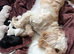 Puppies