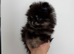 Rare Opportunity True Toy Pomeranian