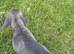 LUNA FEMALE CANE CORSO 5MONTHS
