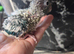 Handreared baby conure