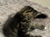 1 male kitten left