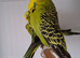 4 budgies to go as one lot.£60
